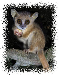 mouse_lemur_real