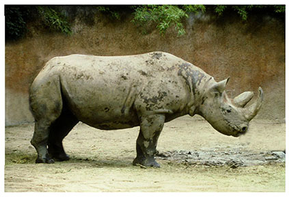 real_rhino