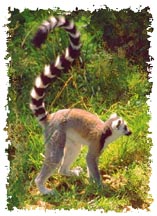real_lemur