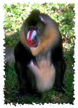 baboon_image