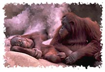 real_orangutans