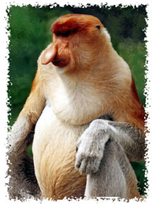 real proboscis monkey