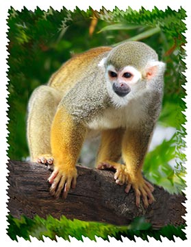 real squirrel monkey