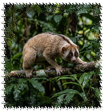 slow_loris