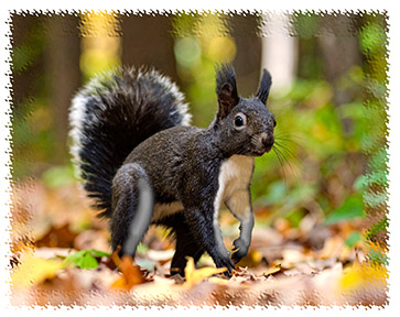 aberts_squirrel