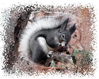 real_alberts_squirrel