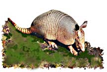 real_armadillo