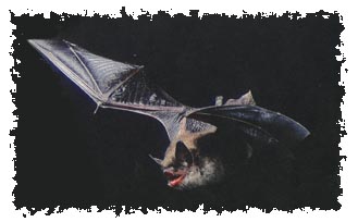 real_bat