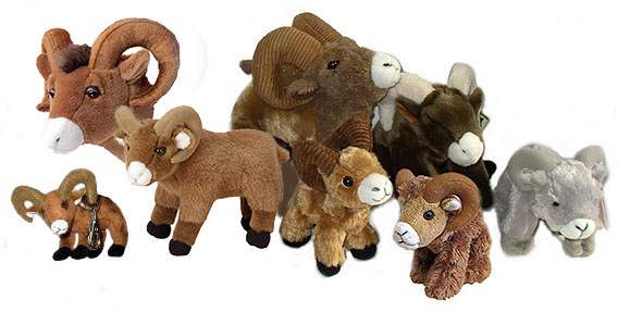 bighorns