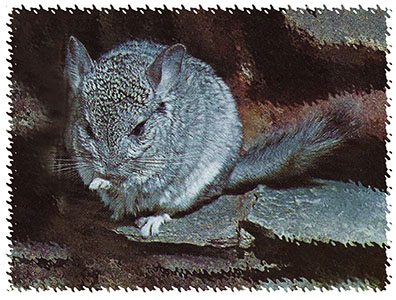 chinchilla