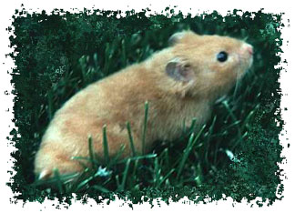 real_hamster