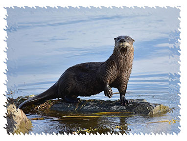 real_river_otters