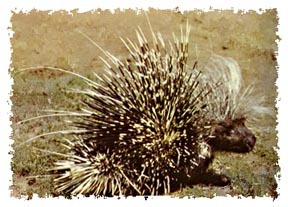 webkinz porcupine