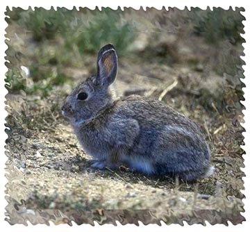rabbit