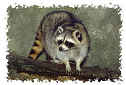 real_raccoon