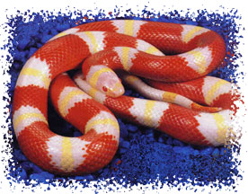 milk_snake