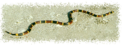 coral_snake