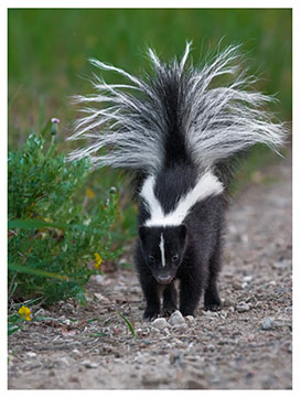 real_skunk