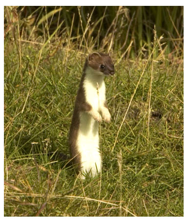 real_weasel