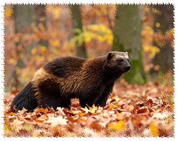 wolverine